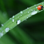 Biologisch
